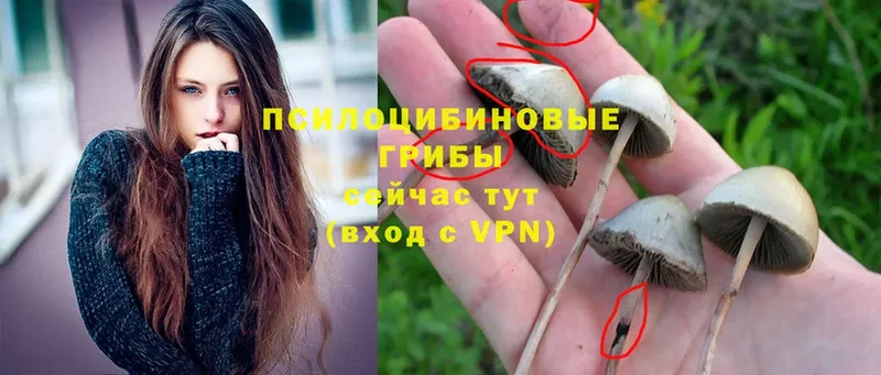 хочу наркоту  Демидов  Псилоцибиновые грибы MAGIC MUSHROOMS 